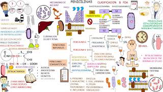 Farmacologia Antibioticos PENICILINAS [upl. by Seavir53]