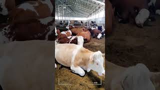 🔴 SIMMENTAL CATTLE ✅ Biggest Bulls And Cow [upl. by Ennoira766]