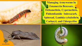 Managing Armyworms Identification Life Cycle and Effective Insecticide Strategies [upl. by Johnathan]