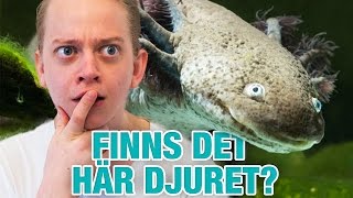 FINNS DET HÄR DJURET [upl. by Letch]