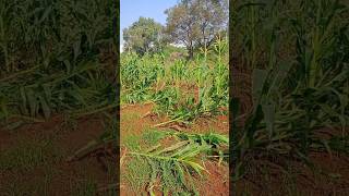 Maize🥹sravanisagar farming agrieducation collegelife college of agriculture farmer [upl. by Armelda]