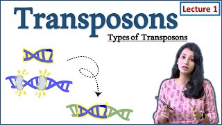 Transposable element I Types of Transposons I I DNA Transposons I Part I How transposon work [upl. by Eloken]