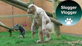 Various Apes Walk Like Humans  Even Jambo The Hairless Chimp [upl. by Lamp]