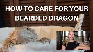 HOW TO CARE FOR YOUR BEARDED DRAGON  A BEGINNERS GUIDE [upl. by Allare248]