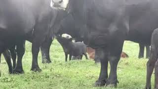 Pig drinks milk from our cow [upl. by Malvia]