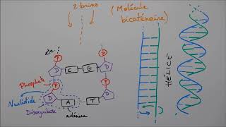 Molécules du vivant 5  Acides nucléiques [upl. by Barby88]