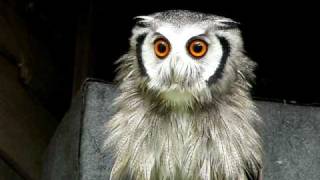 Southern White Faced Owl  Growler [upl. by Ardnama]