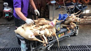 Outcry over Chinas controversial dog meat festival [upl. by Richie]