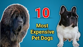 10 Most Expensive Pet Dogs [upl. by Bettye]