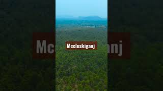 Mccluskieganj an AngloIndian community in Jharkhand shorts jharkhandtourism [upl. by Katheryn307]