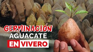 GERMINACIÓN de aguacate en VIVERO 🌱🥑 ¿Cómo es [upl. by Giovanna914]