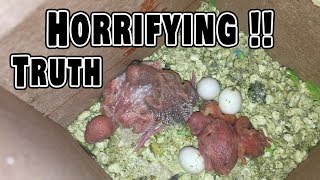 The Horrifying Truth about Breeding Budgies [upl. by Ahtnamas]