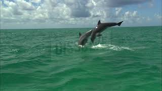 Baby Einstein Stock Footage  Footage Bank Dolphins 1 [upl. by Joe654]