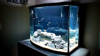 UPDATE 40 Gallon Bowfront Aquarium [upl. by Yral]