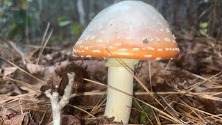 Amanita Persicina  Peach Fly Agaric Georgia USA [upl. by Cavanaugh]