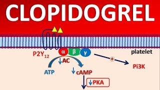 Clopidogrel PLAVIX  Mechanism side effects precautions amp uses [upl. by Ditmore]