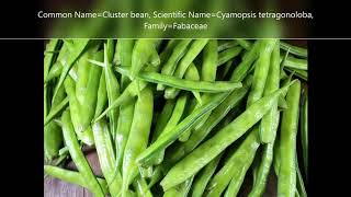 cluster bean Cyamopsis tetragonoloba  clusterbean thegreenworldstudy [upl. by Ahsitnauq]