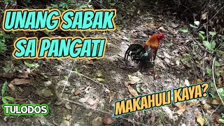 PANGATI NG LABUYO  HUNTING WILD CHICKEN  TULODOS [upl. by Ashlie]