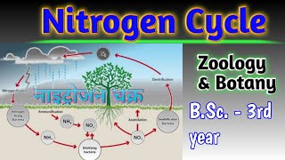 Nitrogen Cycle BSc3rd yearZoology amp Botany by Prahalad Sir [upl. by Sacul516]