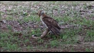 Bird of prey eating snake [upl. by Hakeem]