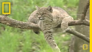 Bring on the Bobcats  National Geographic [upl. by Adnilahs79]