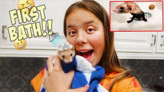 A DAY IN THE LIFE WITH OUR NEW BABY FERRET [upl. by Osmen]