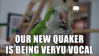 Our New Quaker Parrot is Being Very Vocal Quaker Parrot Sounds [upl. by Gina]