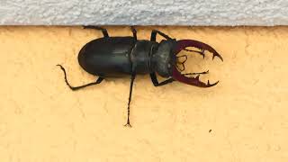 Riesen Käfer Der größte in Österreich und Deutschland Hirschkäfer Lucanus cervus Stag Beetle [upl. by Alekram775]