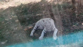 White tiger safarimukundpur [upl. by Kerrin103]