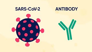 Monoclonal Antibody Therapy for COVID19 What is it and how does it work [upl. by Llednav566]