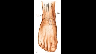 Anterior Approach to the Ankle [upl. by Bailey544]