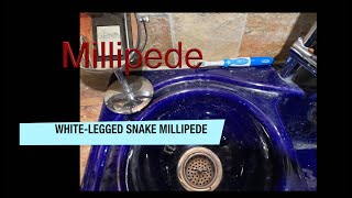 Millipede quotin sinkquot [upl. by Yesdnik]