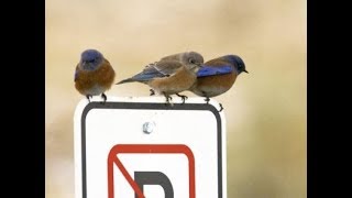 Colorado’s Bluebirds and How You Can Help Them [upl. by Florin]