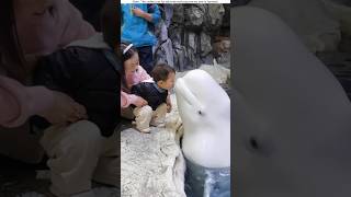 Dolphin kiss the baby😱 shorts shortsfeed [upl. by Parnas]