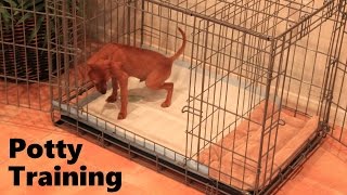 Potty Training Puppy Apartment  Official Full Video  How To Potty Train A Puppy Fast amp Easy [upl. by Lilybel]