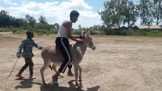 Meet the first man who can ride a donkeyin Africa [upl. by Romanas799]