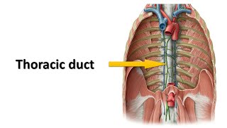 Thoracic duct Prof Dr Md Ashfaqur Rahman [upl. by Adnalro]