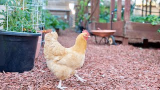 Practical Advice for Keeping Backyard Chickens in the City [upl. by Chouest]