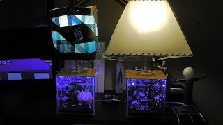 Come Creare Un Abat Jour Particolare Lampada Basile Aquarium Lamp Completamente Finite [upl. by Edin12]