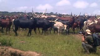 Bahima of Ankole know for keeping large number of cows [upl. by Norym]