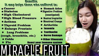 Health benefits of Calabash Fruit  Miracle Fruit [upl. by Novaelc]