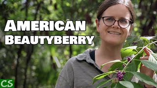 Growing American Beautyberry  Native Edible [upl. by Retsbew]