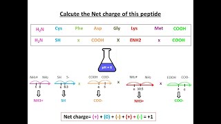 How to calculate the net Charge of a peptide chain for MCATBiochemistry student part 2 [upl. by Porcia]