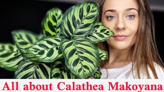 Calathea makoyana care All you need to know about peacock plant [upl. by Ramburt]