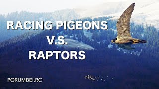 Racing pigeons VS Raptors [upl. by Luwana5]