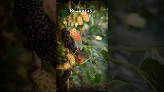 Mulberry mulberries mulberry garden plants [upl. by Shaughn]