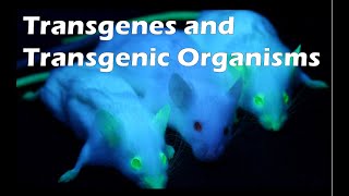 Trangenes and Transgenic Organisms [upl. by Puduns]