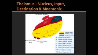 Thalamus  Nucleus Input Destination amp Mnemonic [upl. by Elisabeth]