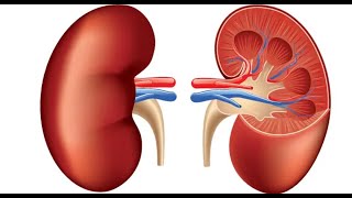 Evidence of Transport Protein Regulations in the Intestine and Kidney of the Rat with Obstructive [upl. by Hyacinthe]