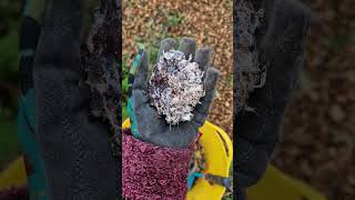 Inoculating woodchips with wine cap mycelium in the kitchen garden area  9 October 2024  Scotland [upl. by Anavlys]